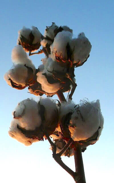 MADCAP Global Commodities Cotton 2
